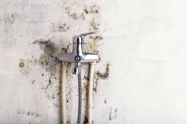 Best Professional Mold Removal  in St James, MD