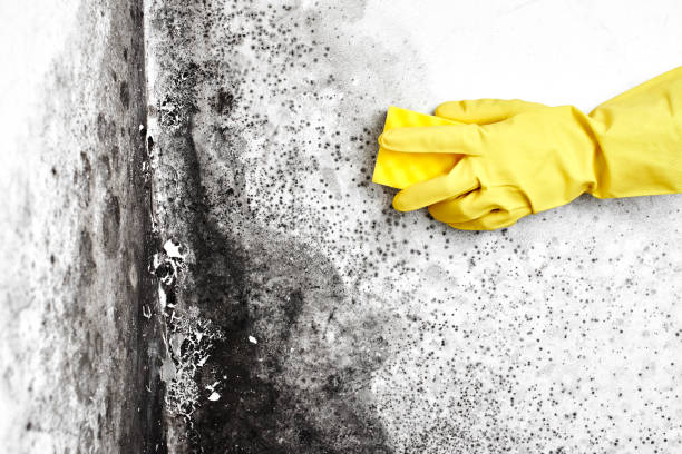 Best Local Mold Removal Service  in St James, MD