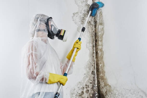 Best Mold Damage Repair  in St James, MD