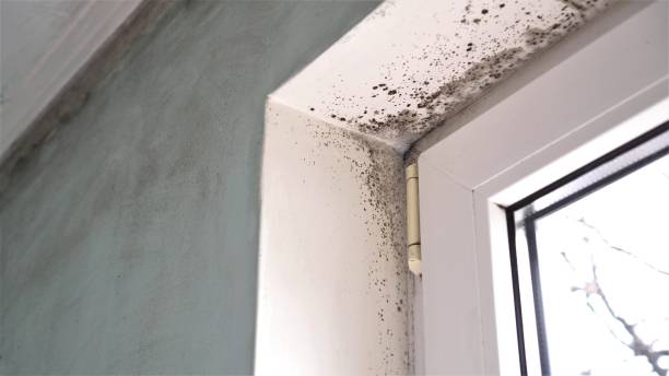 Best Toxic Mold Removal  in St James, MD
