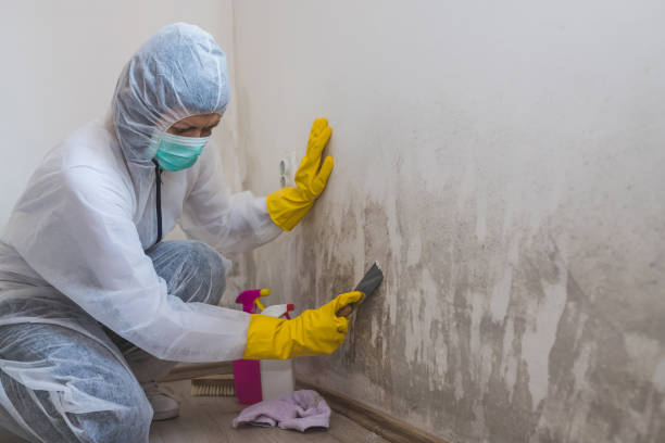 Trusted St James, MD Mold Removal Experts