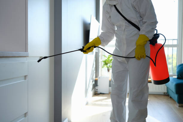 Best Same-Day Mold Removal  in St James, MD