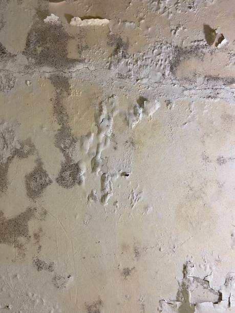 Best Mold Remediation  in St James, MD