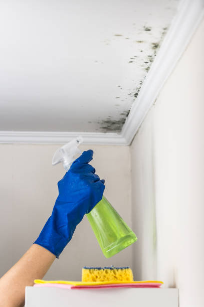 Best Certified Mold Removal  in St James, MD